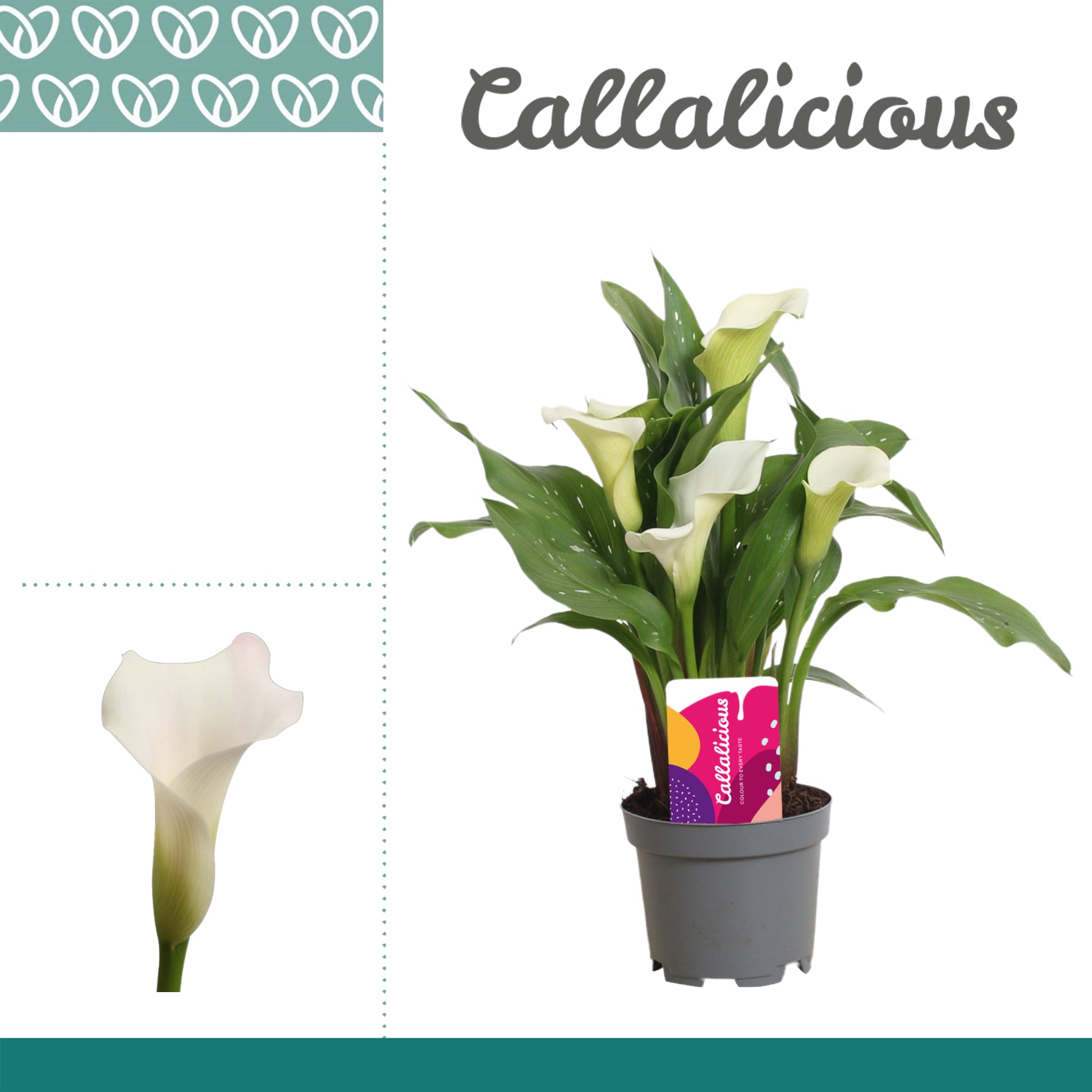 Zantedeschia Fresco 25cm 510cm Pot