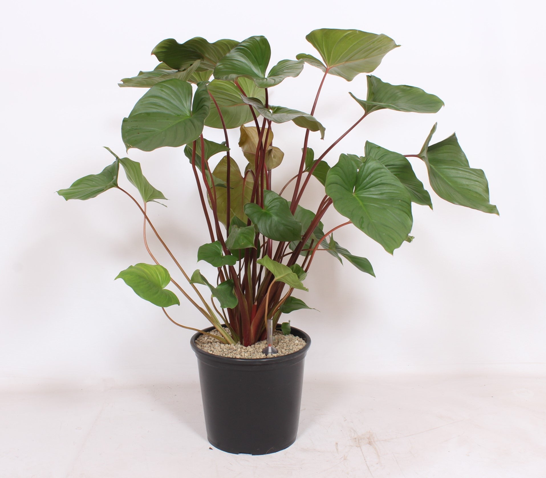 Homalomena Maggy 100cm 32cm Pot