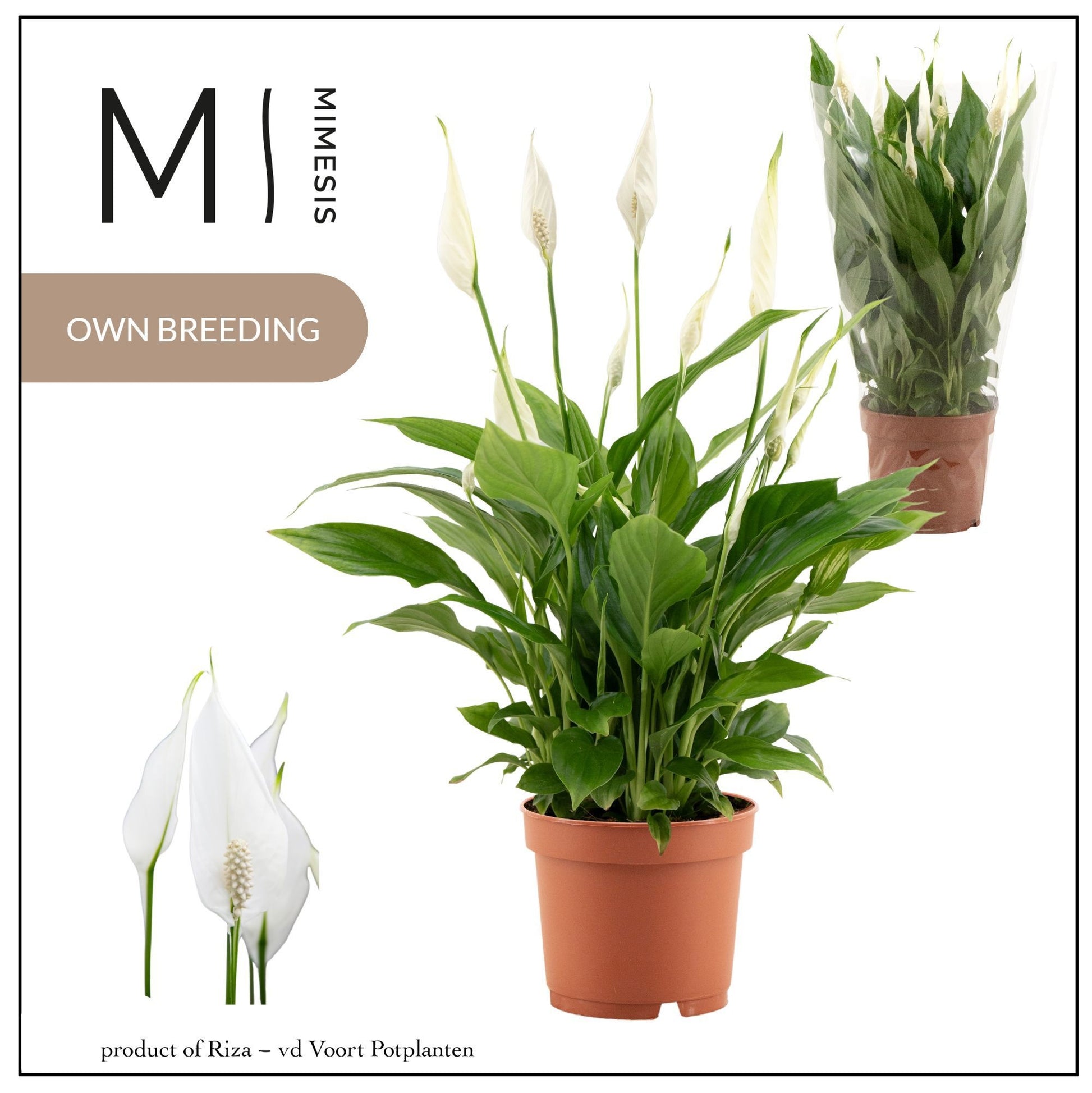 Spathiphyllum Bellini 37cm 13cm Pot
