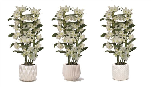 Dendrobium Apollon 50cm 12cm Pot