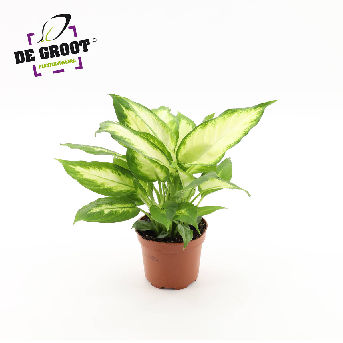 Dieffenbachia Camilla 35cm 12cm Pot