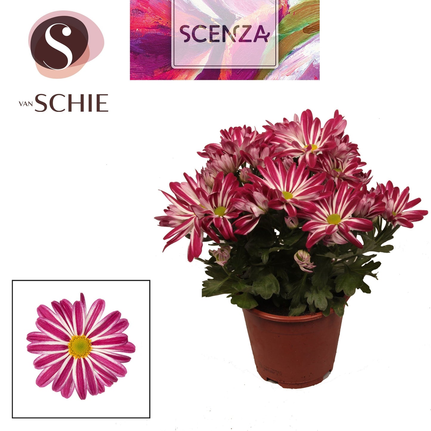 Schie Van Chrysanthemum Rainbow Twist Pack of 8