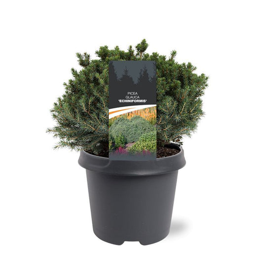 Picea gl. Echiniformis 35cm 23cm Pot