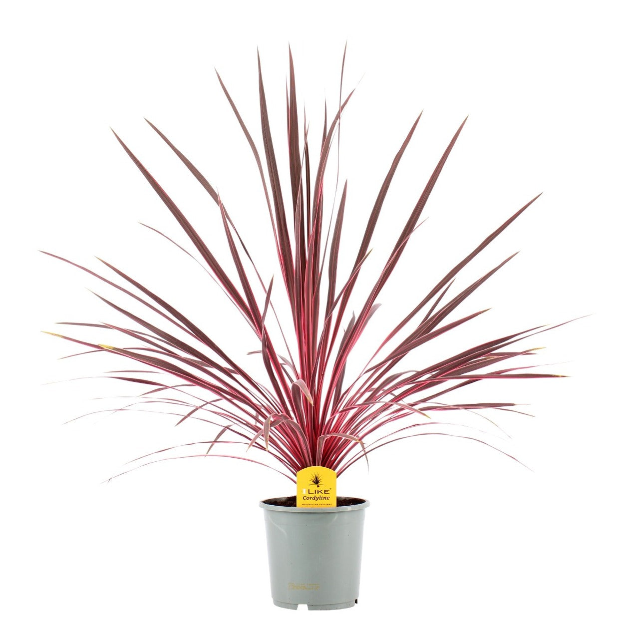 Levoplant BV Cordyline aus. Electric Pink Pack of 1
