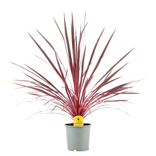 Levoplant BV Cordyline aus. Electric Pink Pack of 1