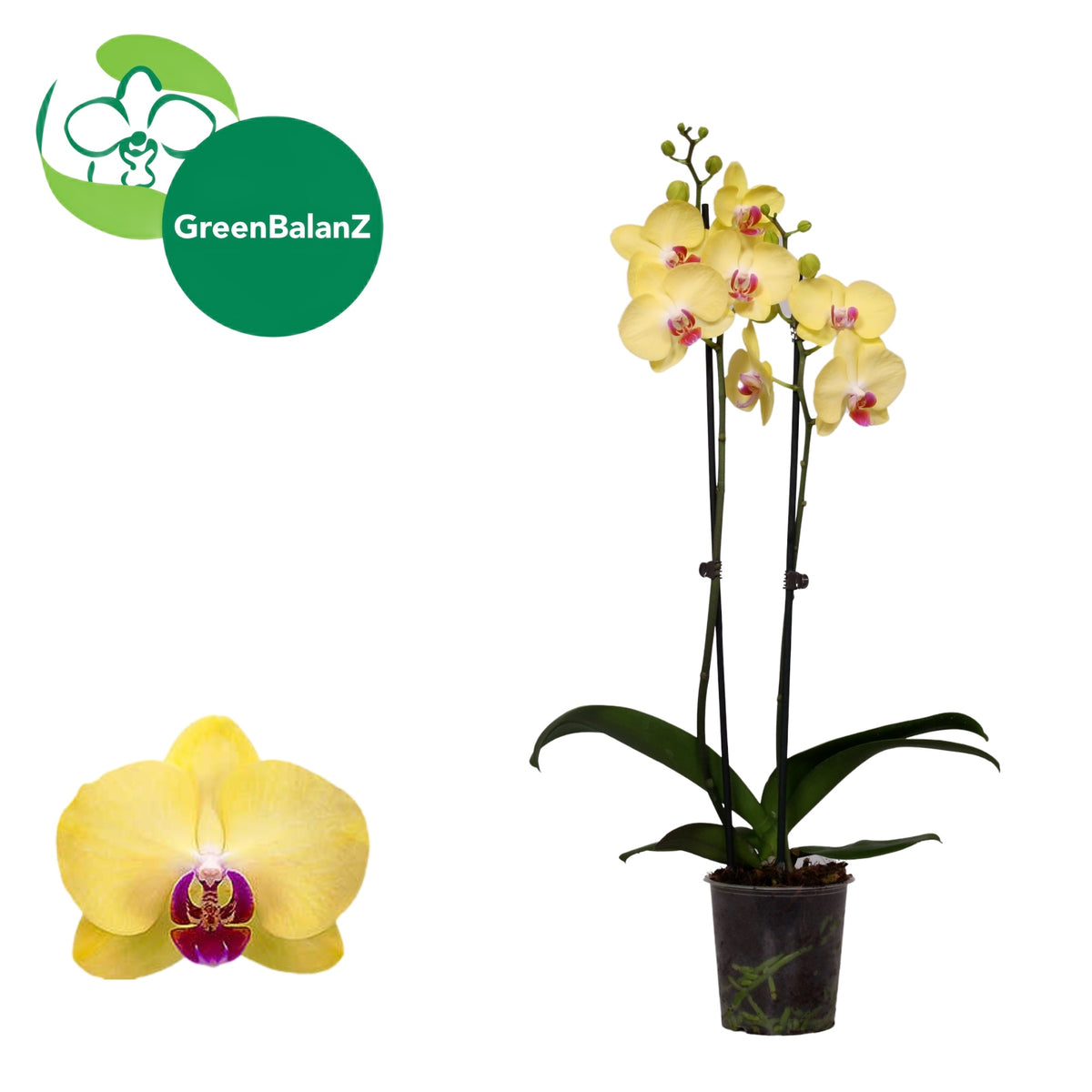 Phalaenopsis Miraflore 55cm 12cm Pot