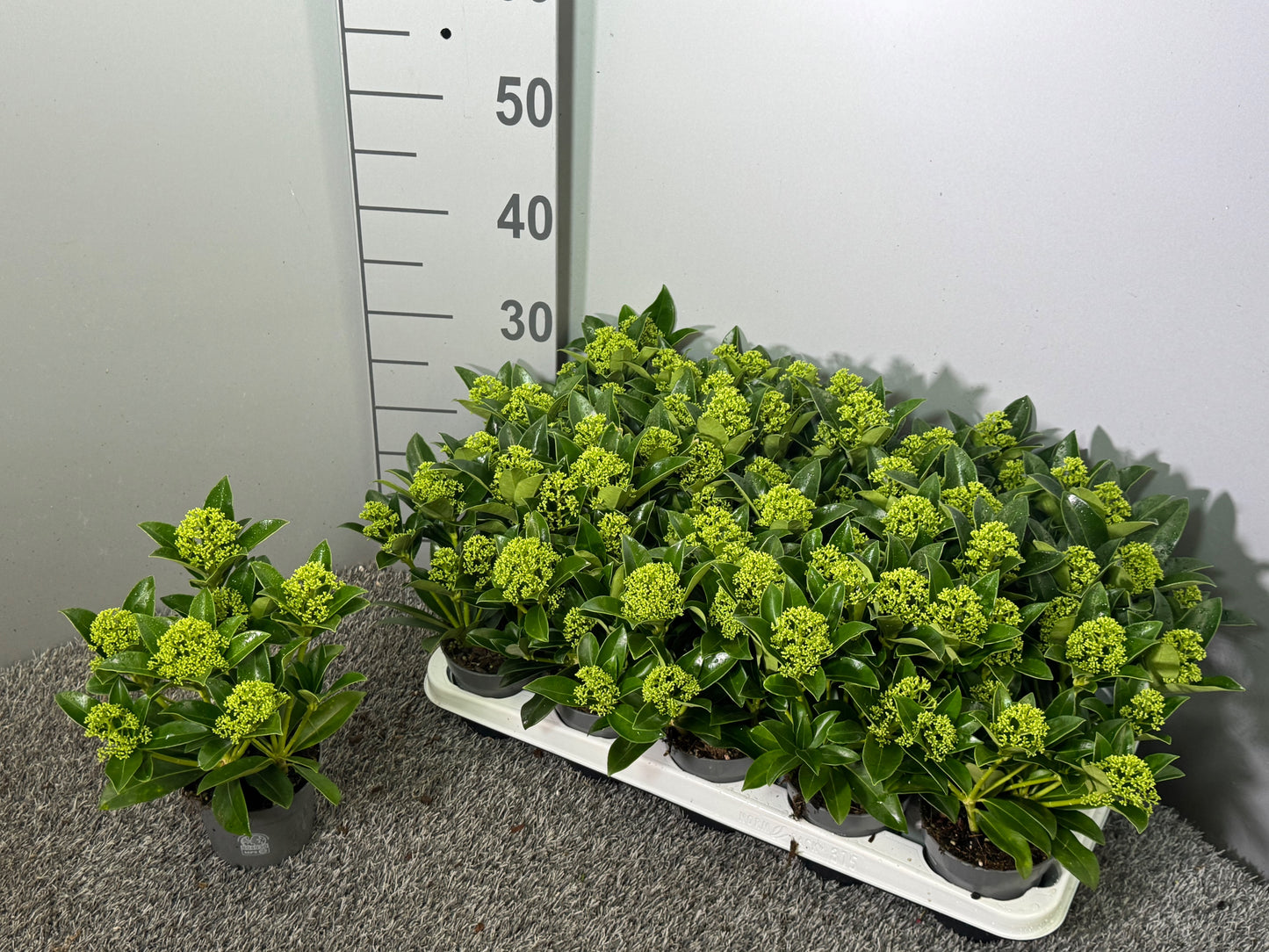 Bakhuijzen, J.W. Skimmia japonica White Globe Pack of 15
