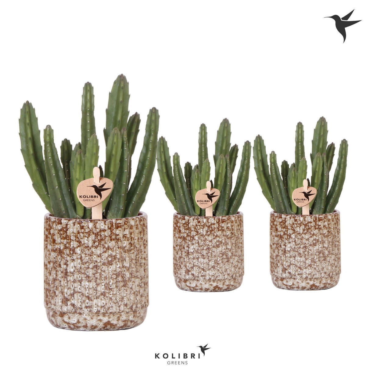 Stapelia (+ drp.Jaguar) 23cm 9cm Pot