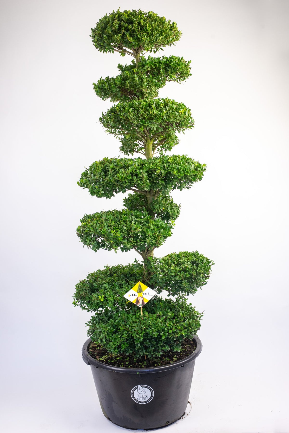 Ilex crenata Dark Green 185cm 60cm Pot