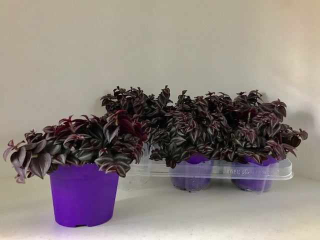 Hendriks CV, G.J. Tradescantia Purple Heart Pack of 6