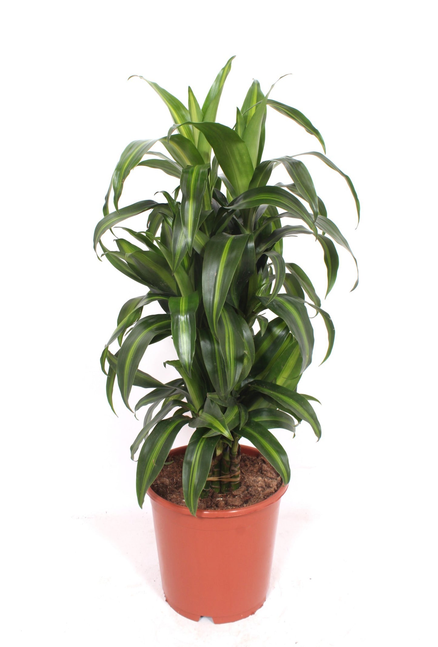 Dracaena fragrans Hawaiian Sunshine 100cm 24cm Pot