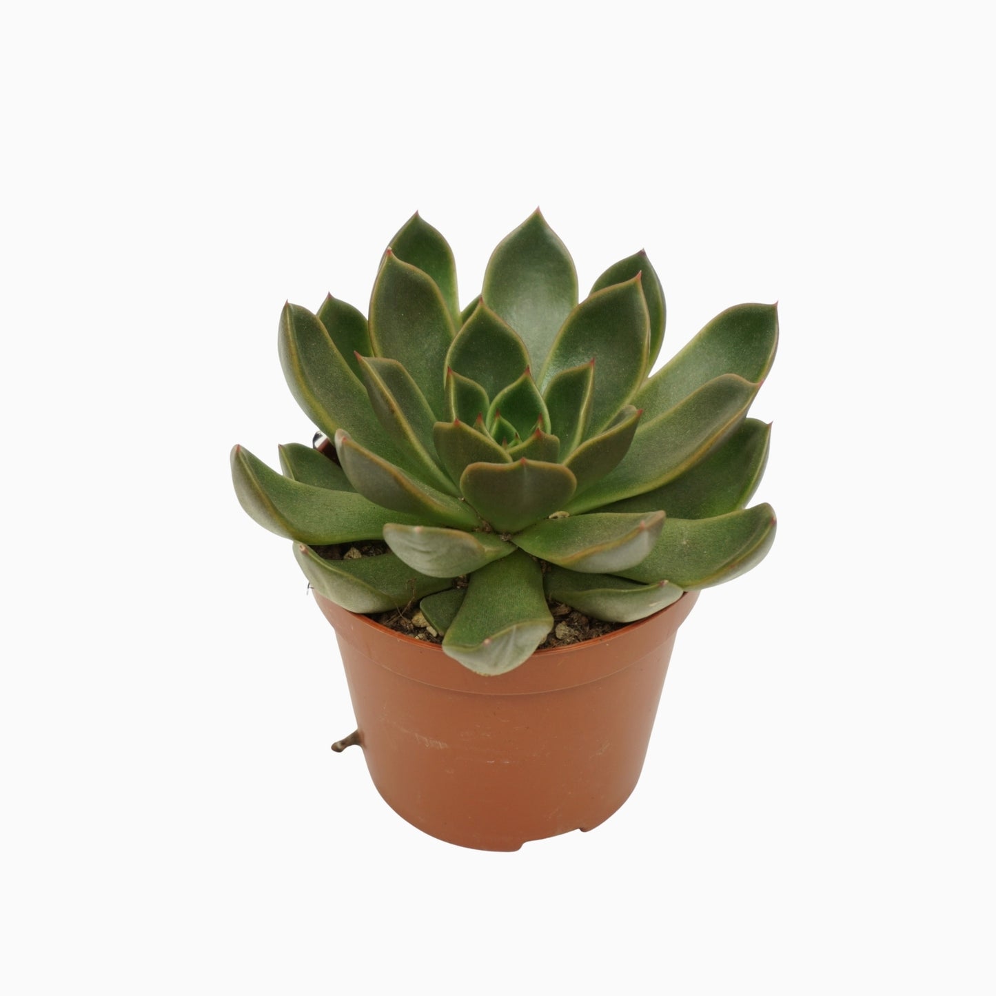 Echeveria setosa 10cm 8.5cm Pot