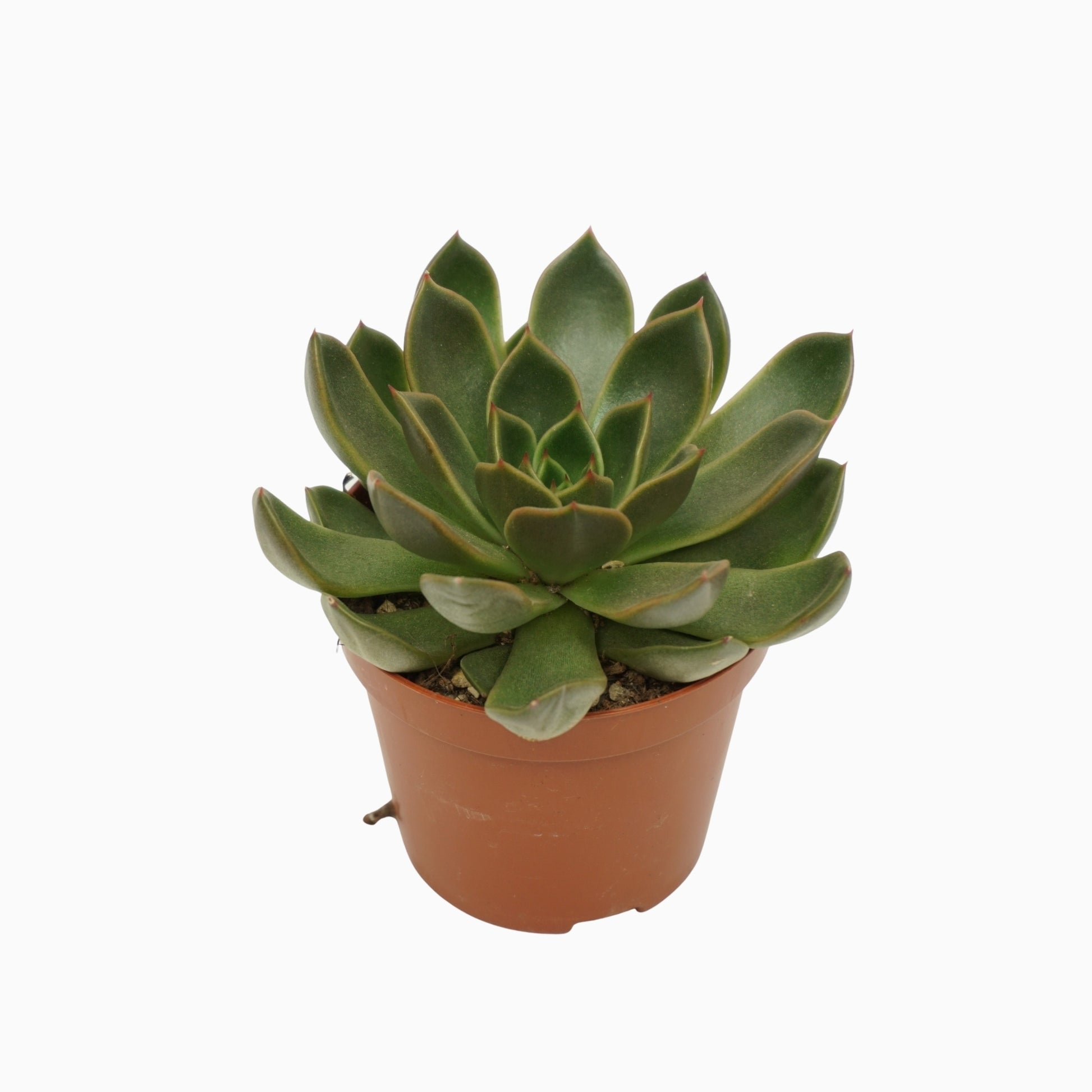 Echeveria setosa 10cm 8.5cm Pot