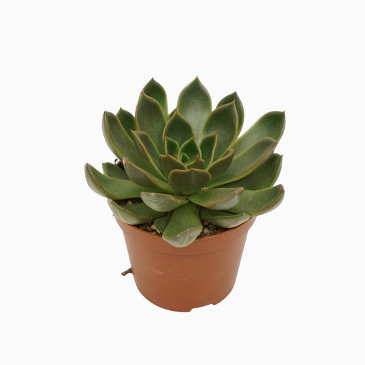 Echeveria setosa 10cm 8.5cm Pot