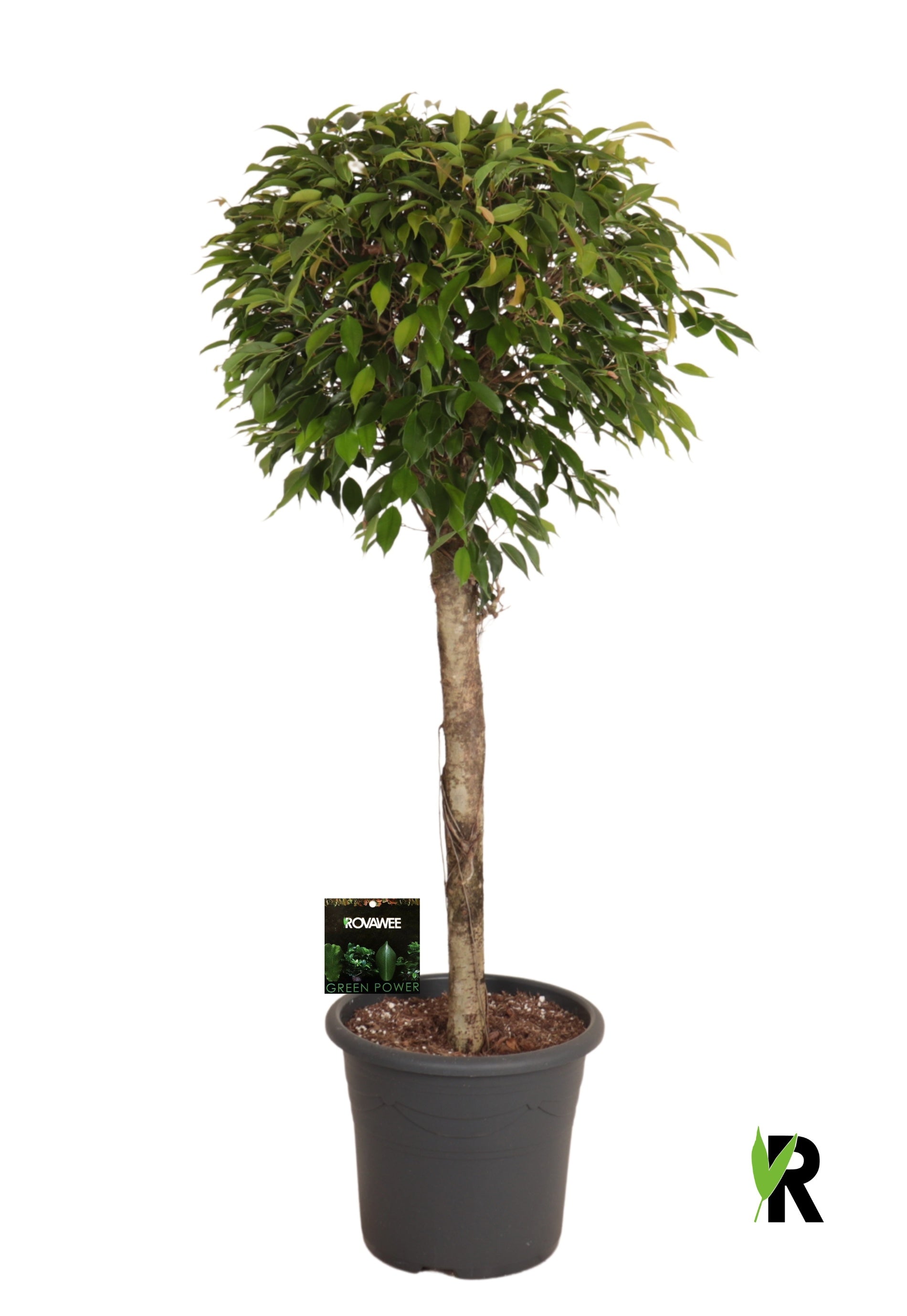 Ficus benj. Foliole 130cm 32cm Pot