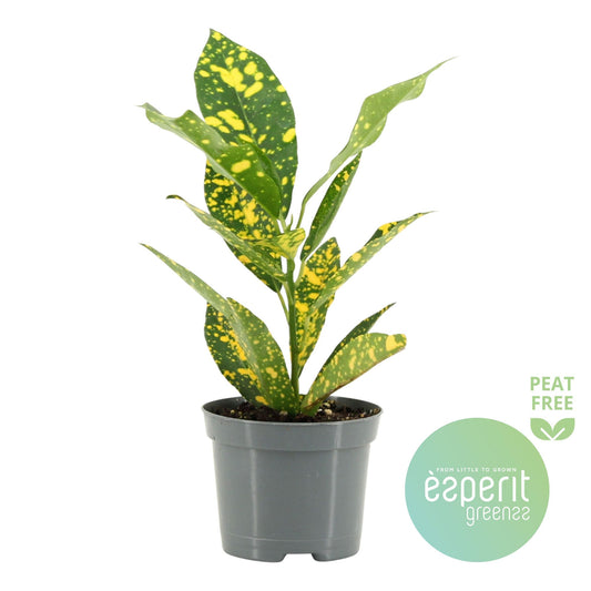 Codiaeum Gold Sun 20cm 8.5cm Pot