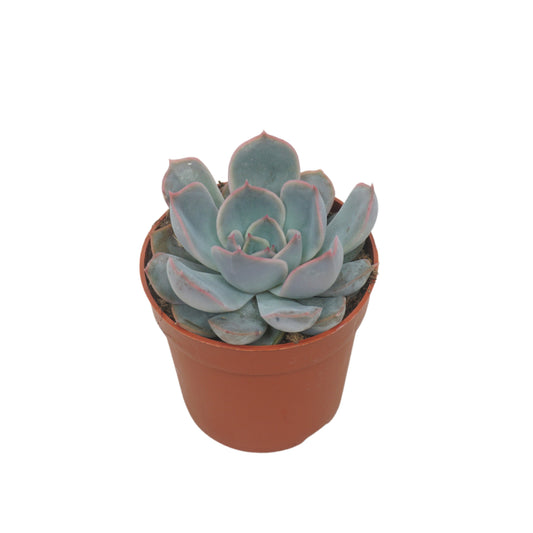 Echeveria Orion 10cm 7cm Pot