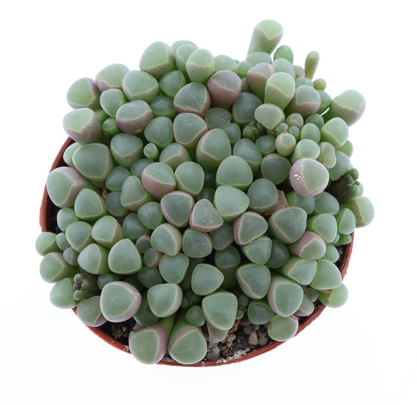 Euro Cactus Holland Bv Fenestraria rhopalophylla Pack of 12
