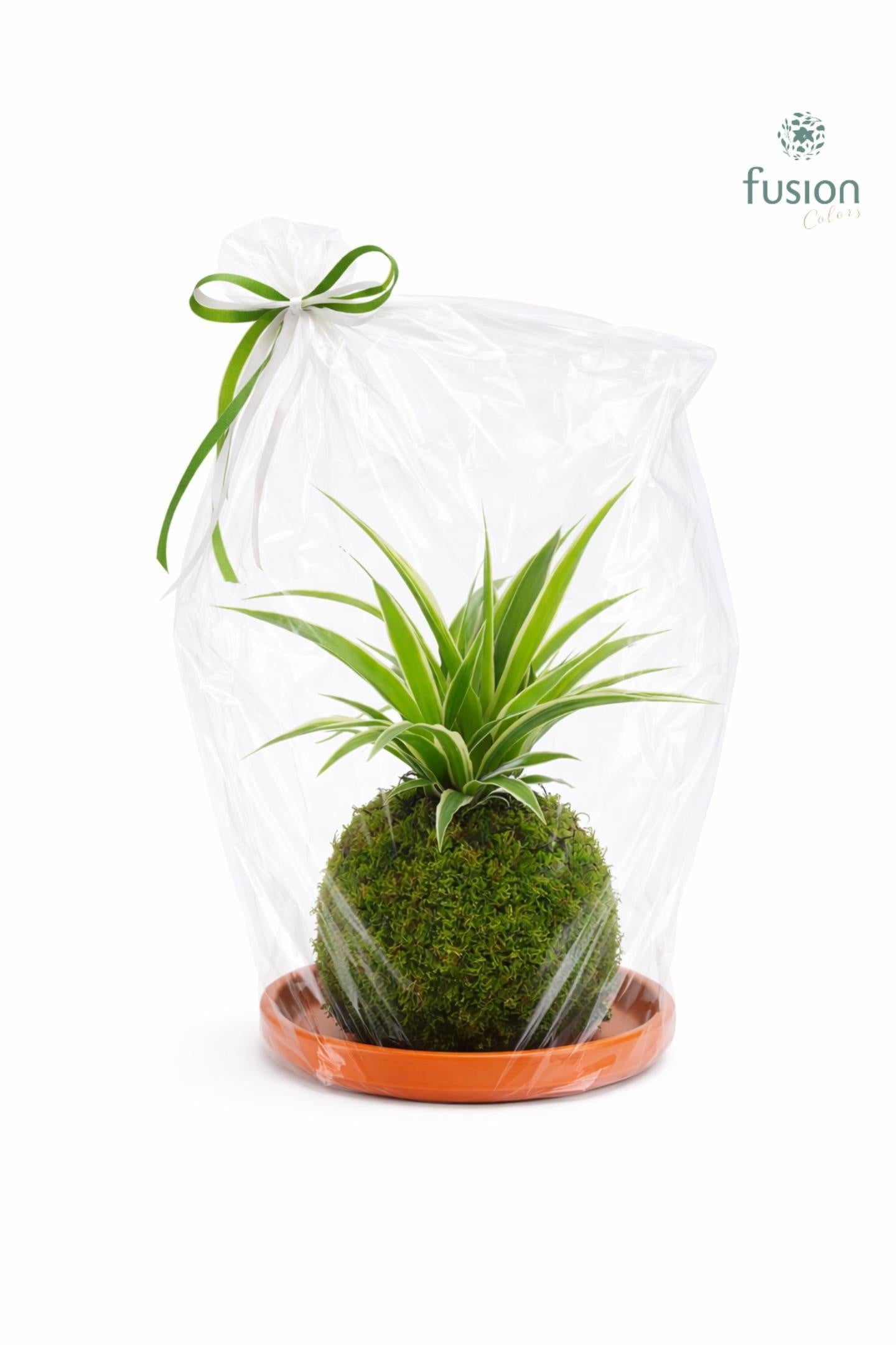 Terracotta schotel met Mosbollen en Chlorophytum 24 uur levertijd 43cm 20cm Pot