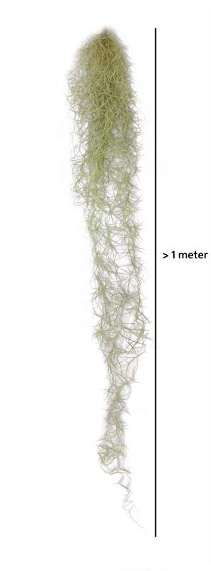Tillandsia usneoides