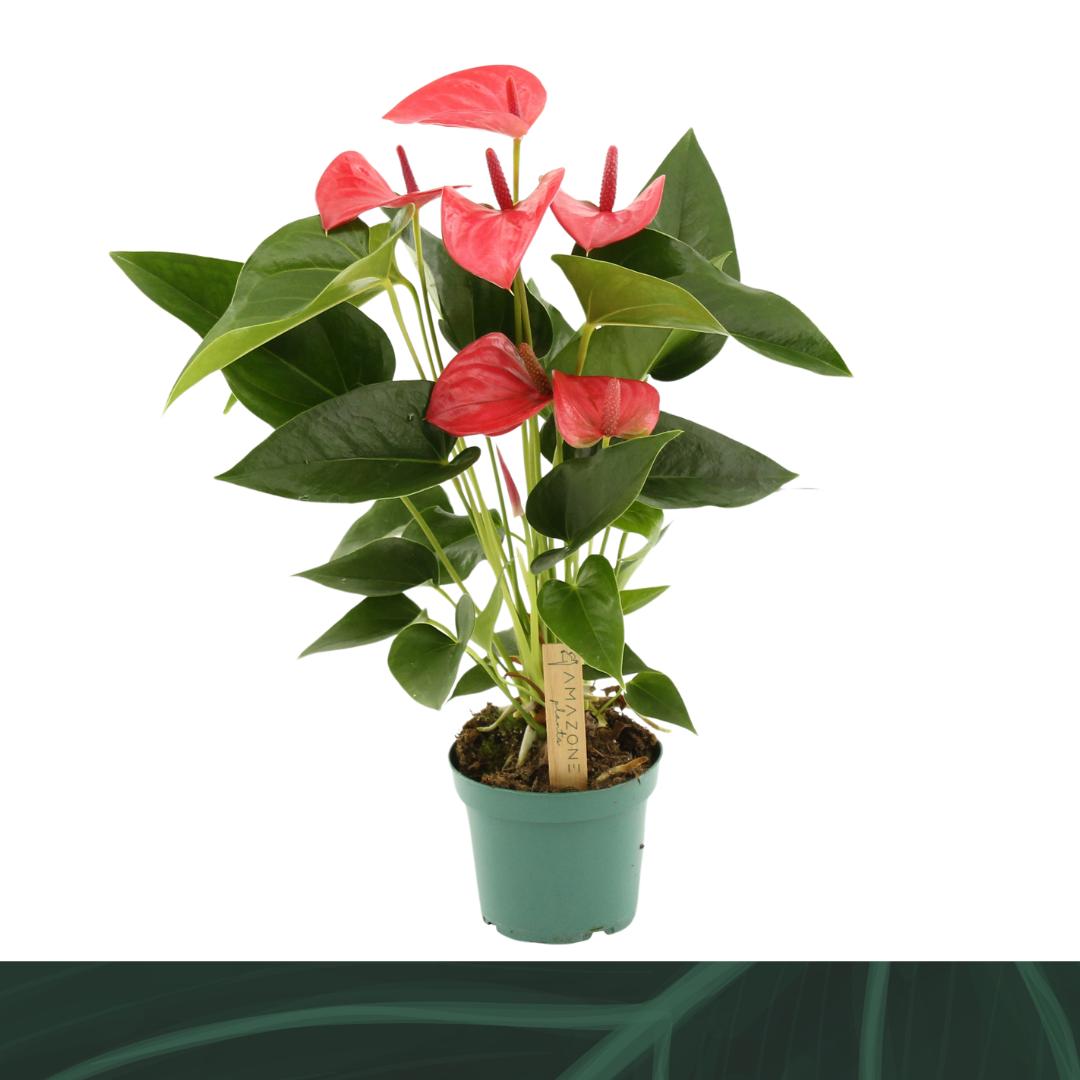 Anthurium Melito 35cm 12cm Pot