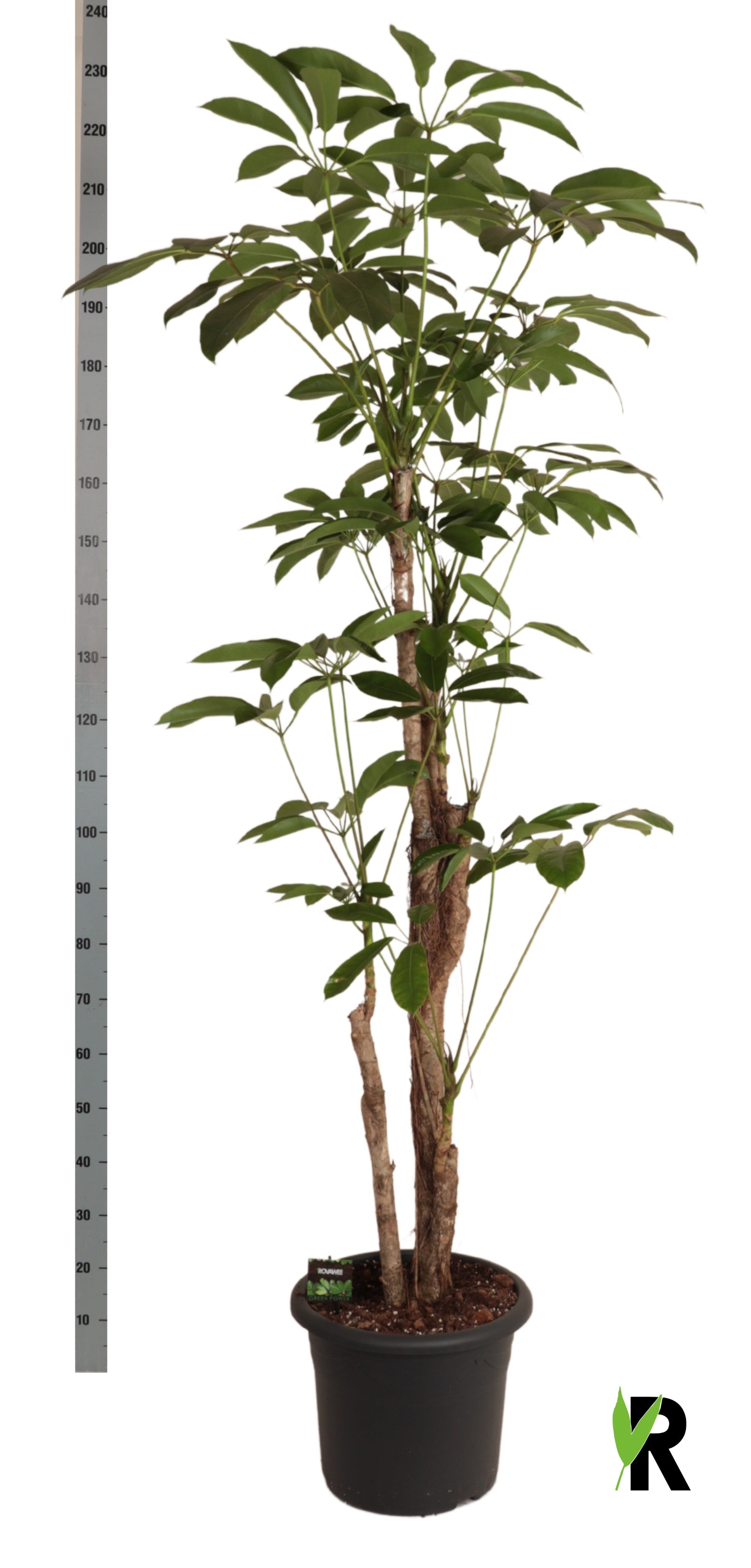 Schefflera Amate 200cm 40cm Pot