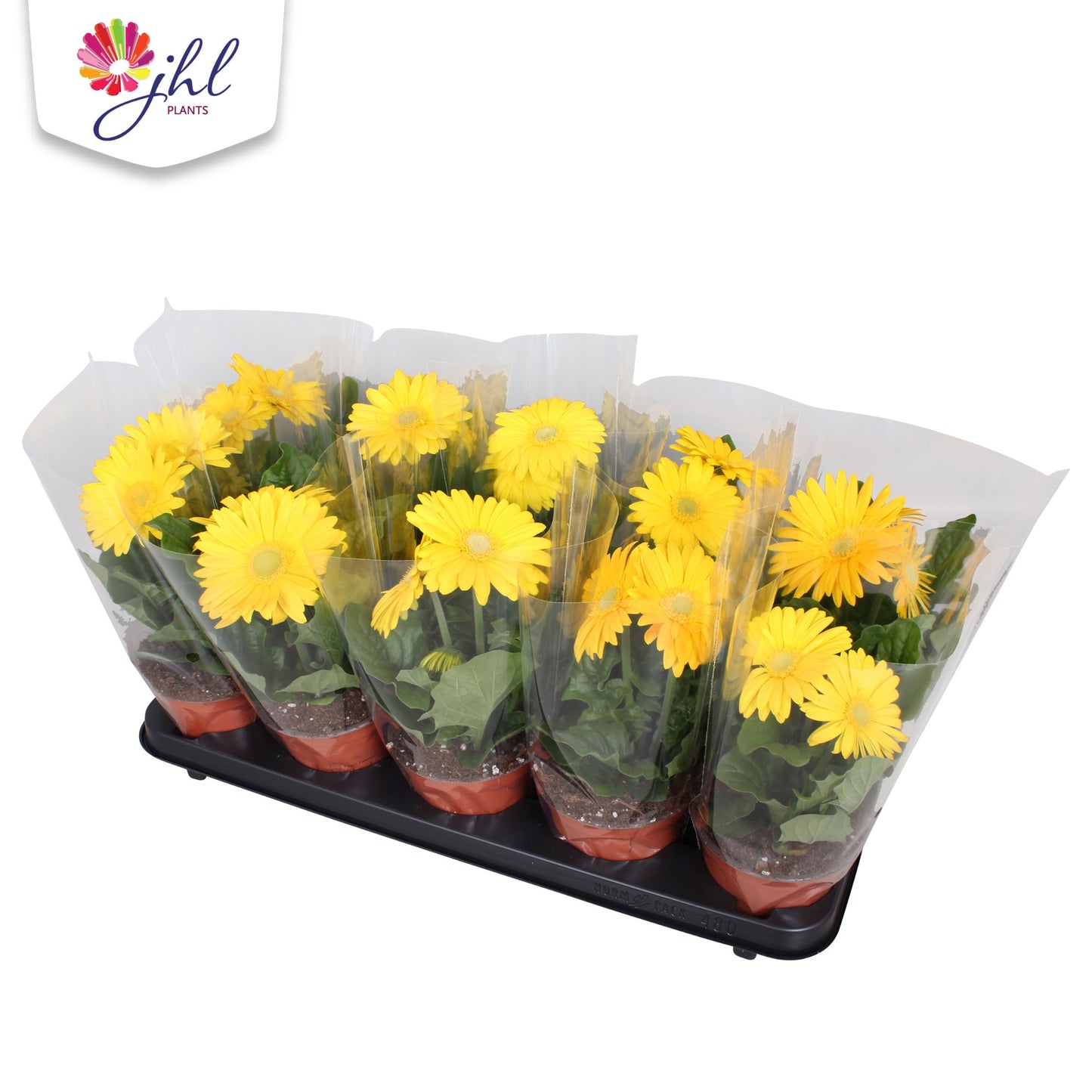 Gerbera Colourgame yellow 30cm 12cm Pot