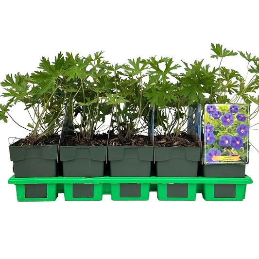 Geranium Johnson's Blue 25cm 11cm Pot