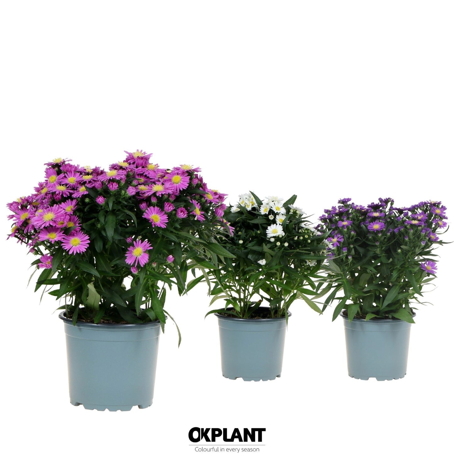 OK Plant Aster nb. Starletta mix Pack of 12