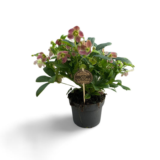 Helleborus Viv Victoria 40cm 17cm Pot
