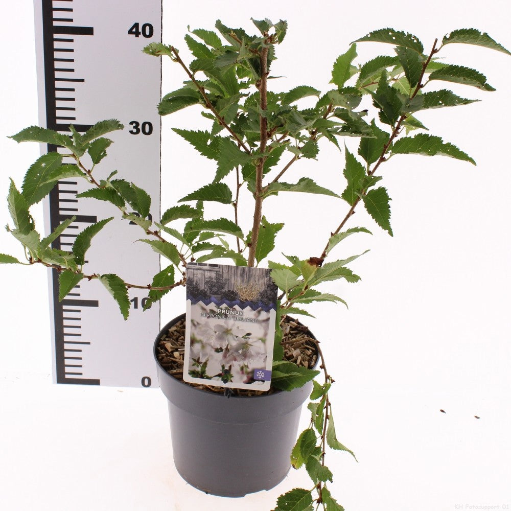 Snepvangers Tuinplanten Prunus incisa Pack of 6