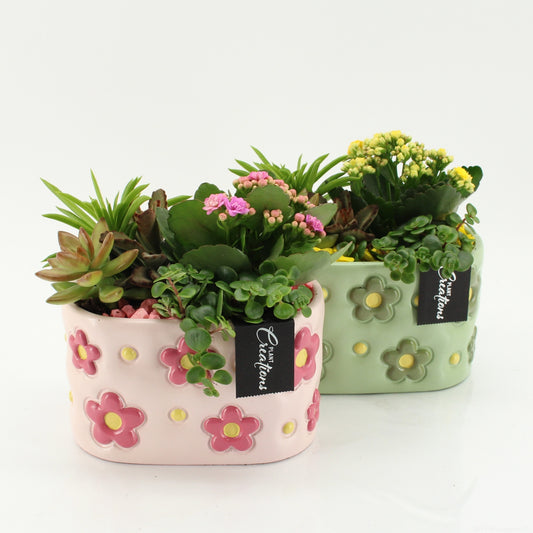 Indoor flowering arrangement 20cm 18cm Pot