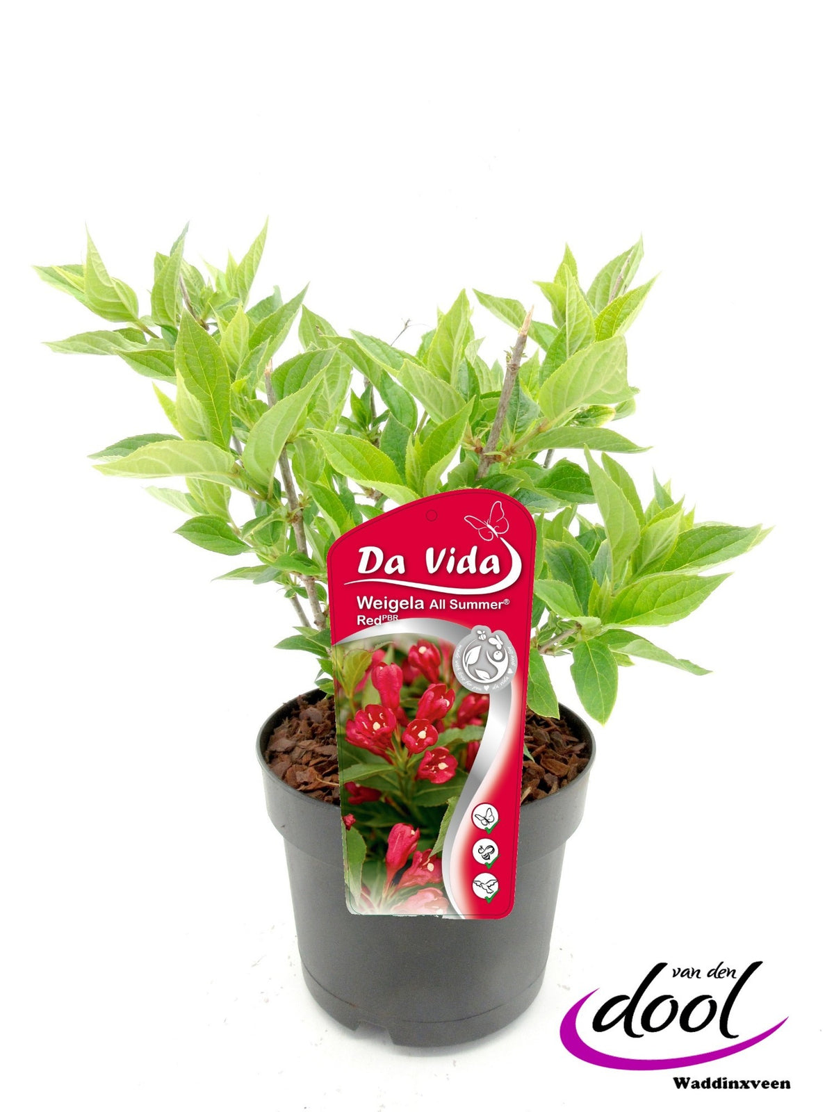 Weigela flor. All Summer Red 35cm 19cm Pot
