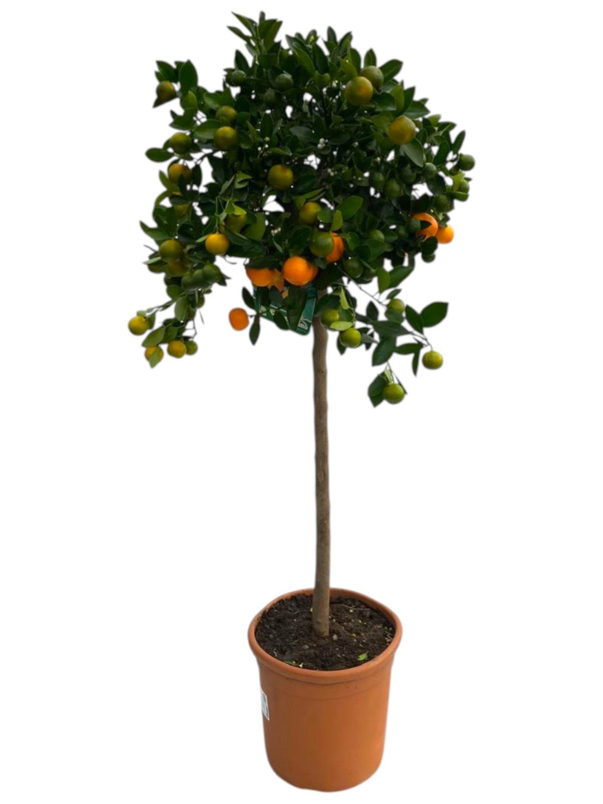Citrus microcarpa 115cm 25cm Pot