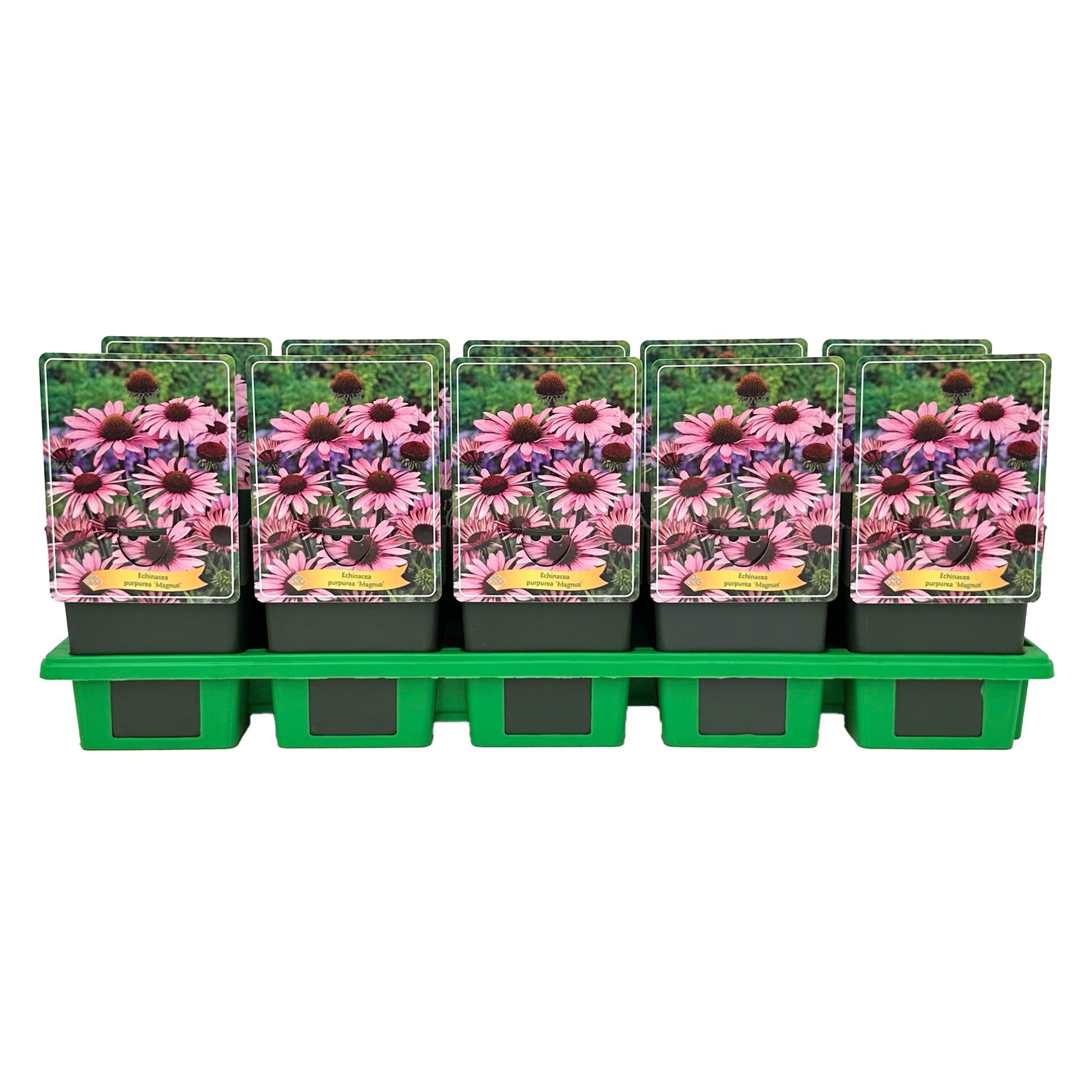 Echinacea pur. Magnus 25cm 11cm Pot