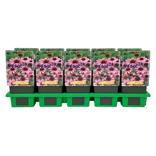 Echinacea pur. Magnus 25cm 11cm Pot