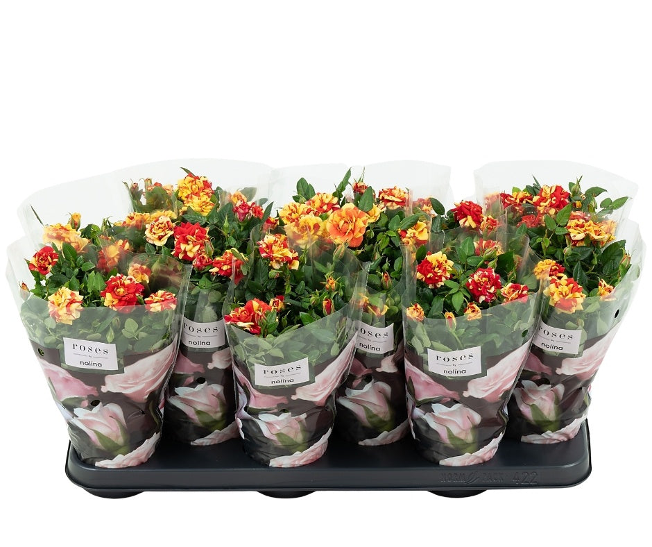 Rosa Liss 28cm 10.5cm Pot