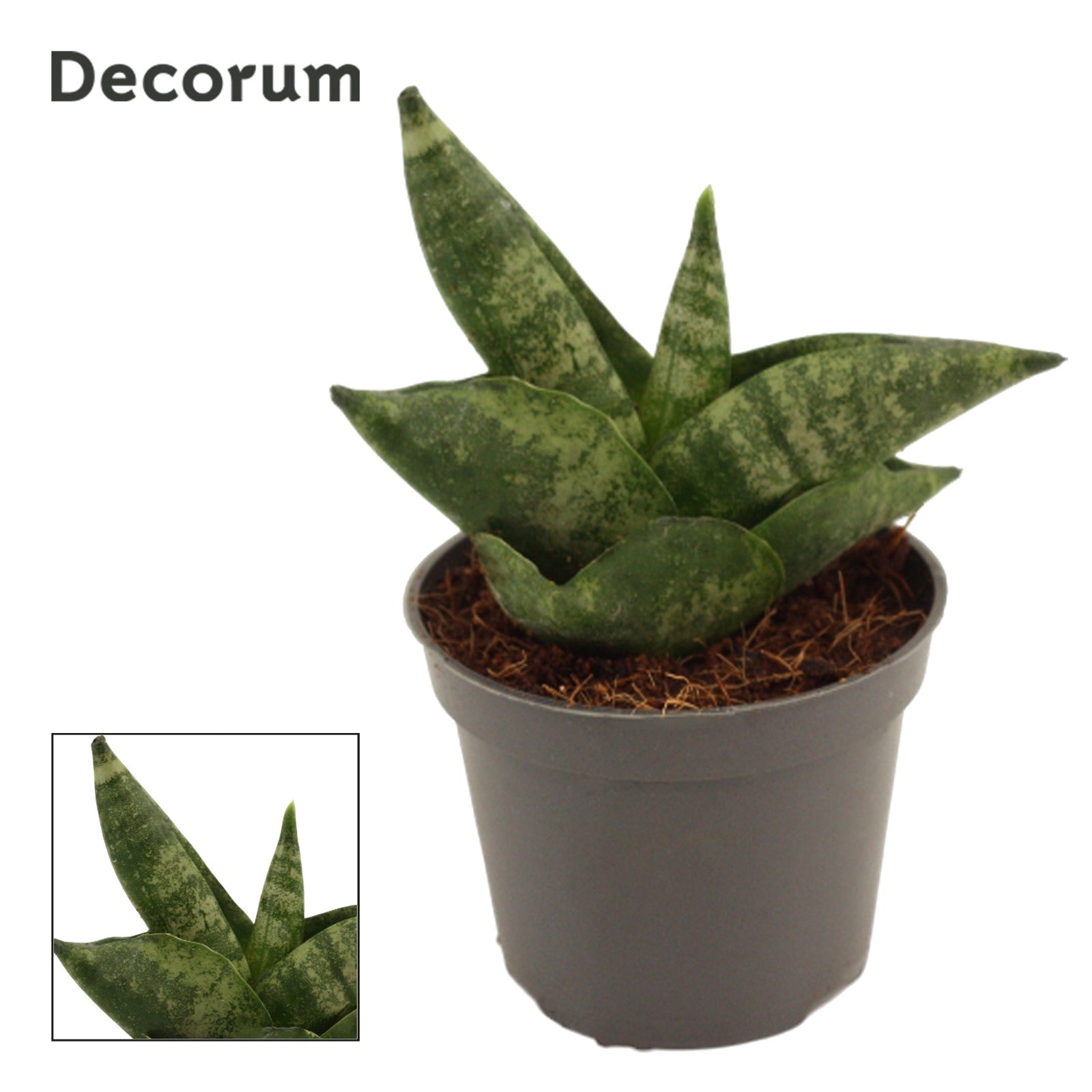 Sansevieria cyl. Boncel 14cm 6cm Pot