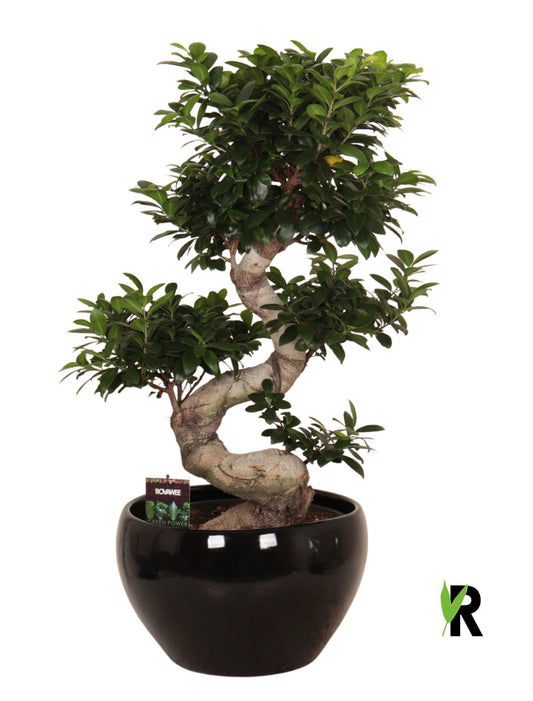 Ficus Ginseng 95cm 38cm Pot