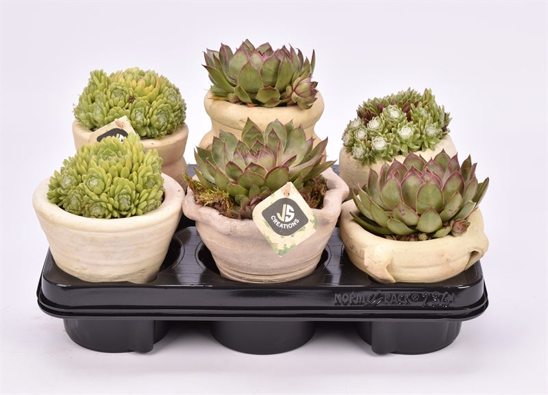 arr. Sempervivum 11cm Pot