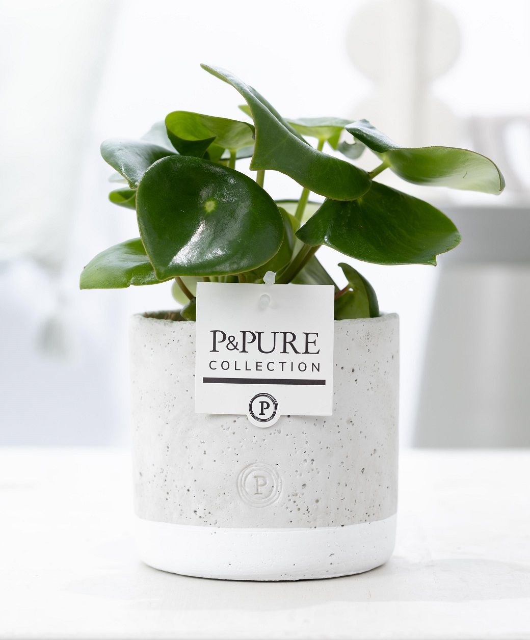 Pure Collection Peperomia Raindrop Pack of 6