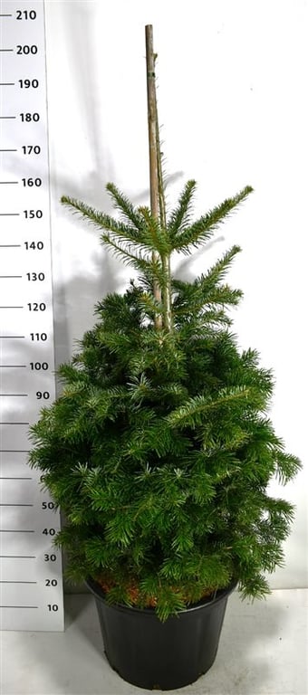 Abies nordmanniana 200cm 54cm Pot