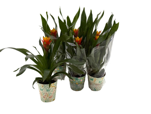 Guzmania Yeltix 30cm 12cm Pot