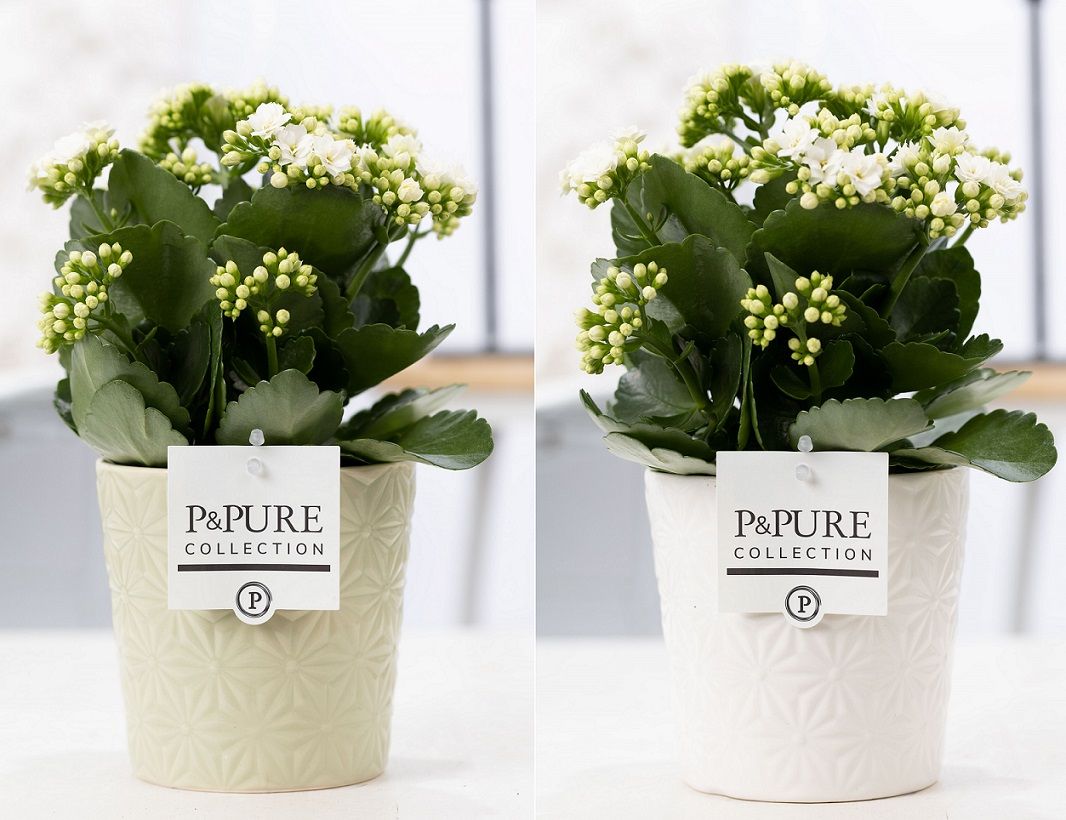 Pure Collection Kalanchoe Rosalina Don Paloma Pack of 5
