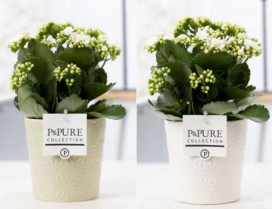 Kalanchoe Rosalina Don Paloma 27cm 12cm Pot