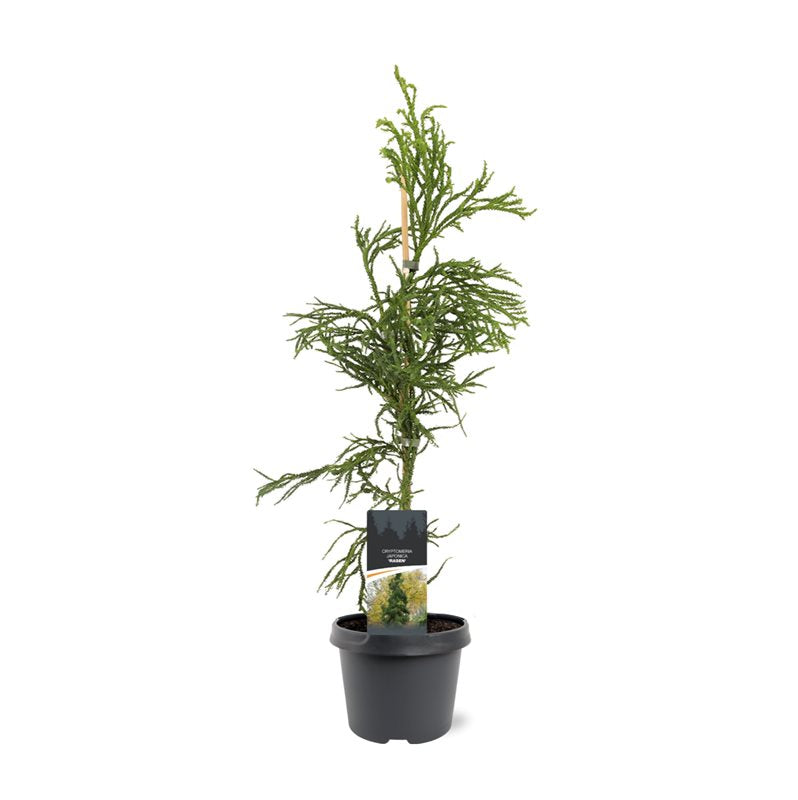 Cryptomeria Rasen 70cm 19cm Pot