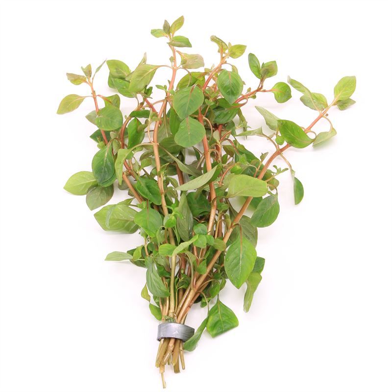 Aquarium plant mix 5cm 2cm Pot