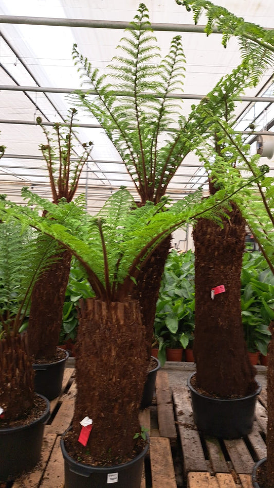 Dicksonia antarctica 175cm 45cm Pot
