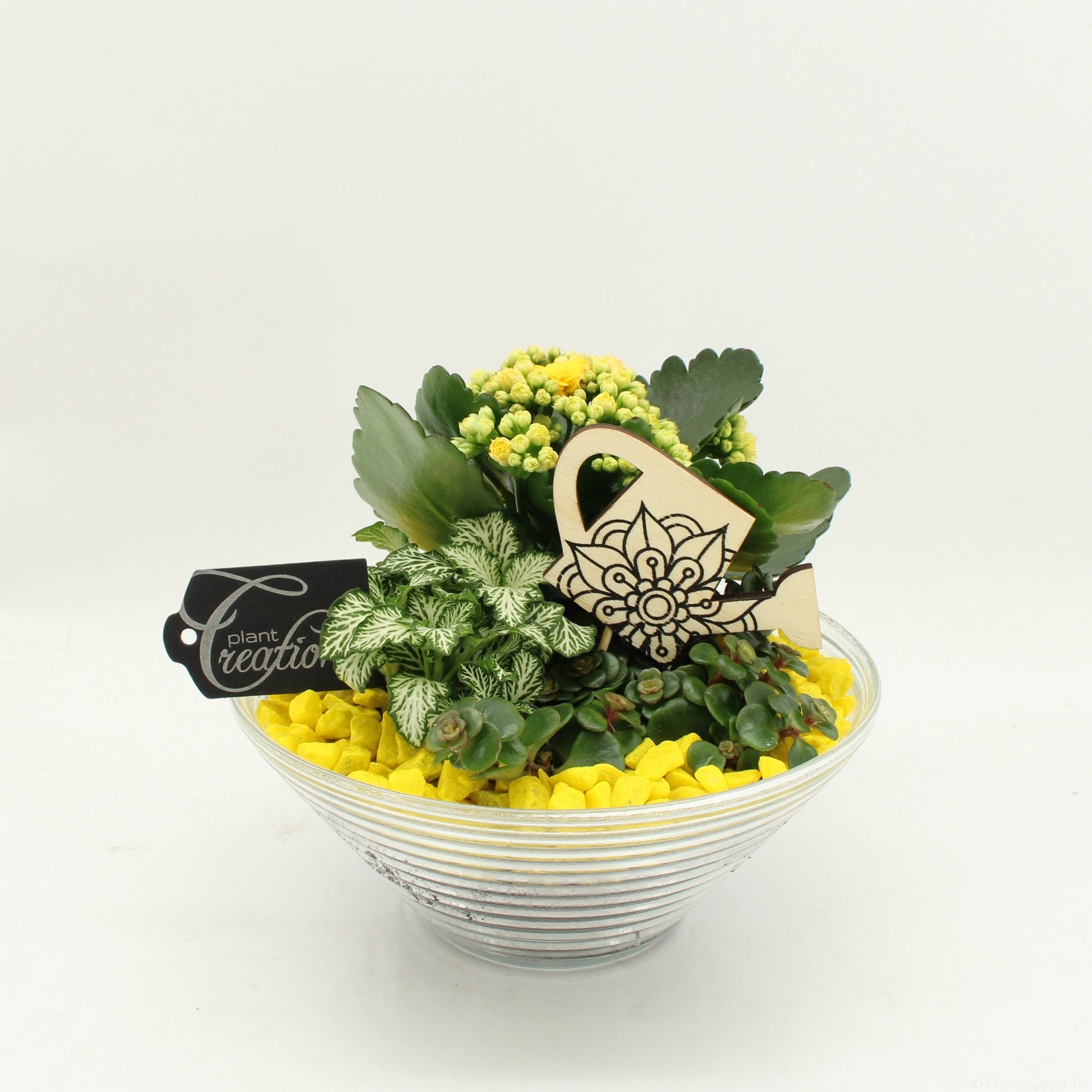 FDCR-2601G Basic Fundamentals 20cm 20cm Pot