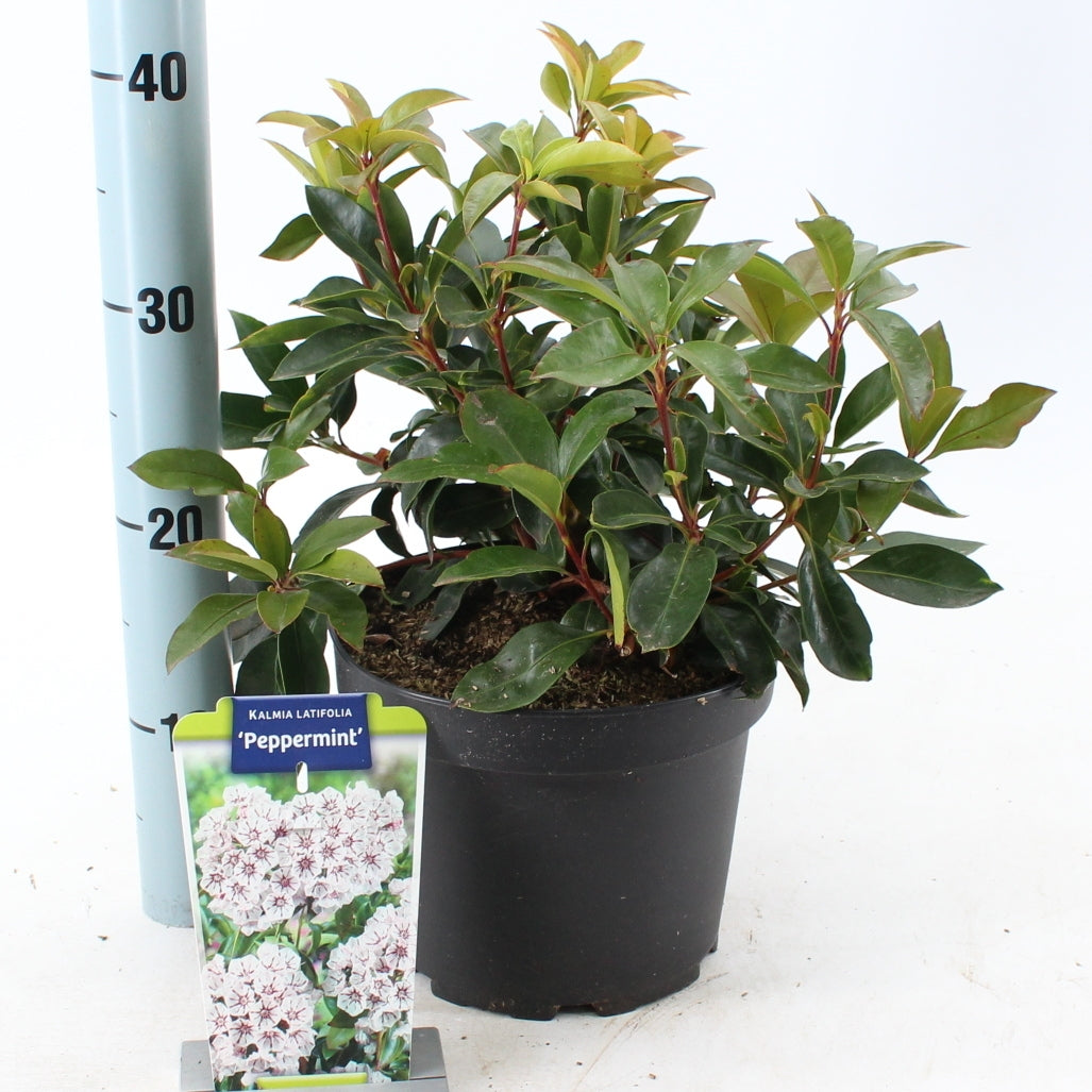 Kalmia latifolia 30cm 21cm Pot